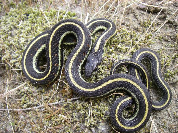 Photo of Thamnophis sirtalis by <a href="http://www.lgl.com">Virgil Hawkes</a>